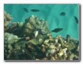 Hapuna-Beach-State-Park-Kamuela-Kohala-Big-Island-Hawaii-072