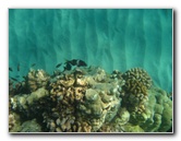 Hapuna-Beach-State-Park-Kamuela-Kohala-Big-Island-Hawaii-073