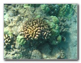 Hapuna-Beach-State-Park-Kamuela-Kohala-Big-Island-Hawaii-075