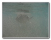 Hapuna-Beach-State-Park-Kamuela-Kohala-Big-Island-Hawaii-078