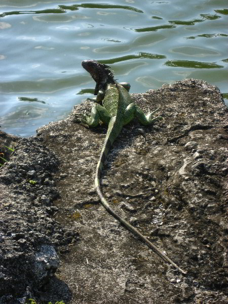 Hard-Rock-Resort-and-Casino-Jaco-Beach-Costa-Rica-011