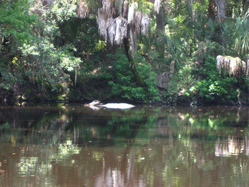 Hillsborough-River-State-Park-Thonotosassa-FL-014