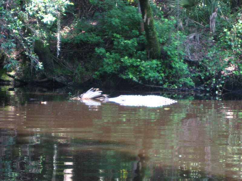 Hillsborough-River-State-Park-Thonotosassa-FL-015