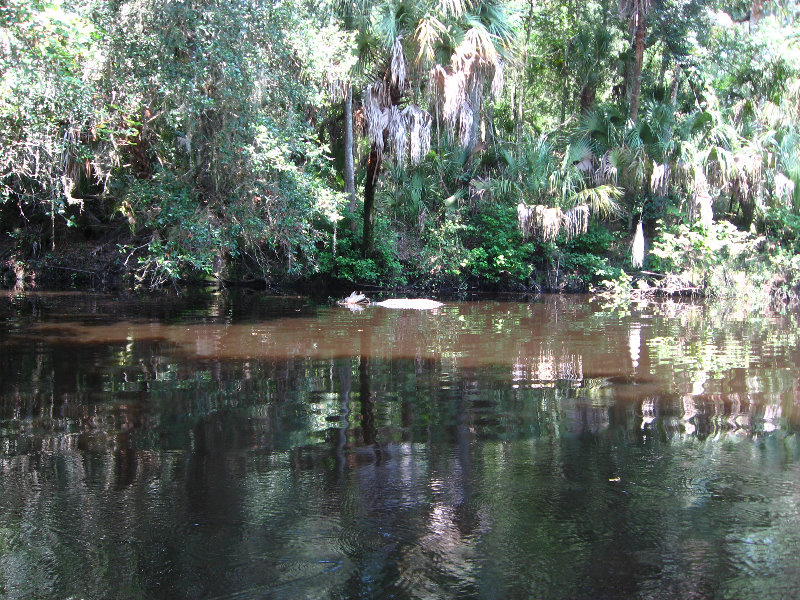 Hillsborough-River-State-Park-Thonotosassa-FL-016