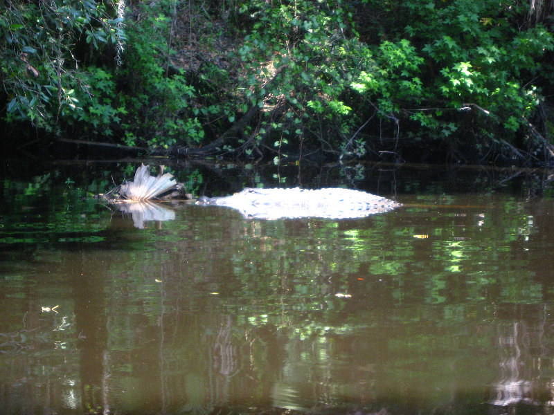 Hillsborough-River-State-Park-Thonotosassa-FL-017