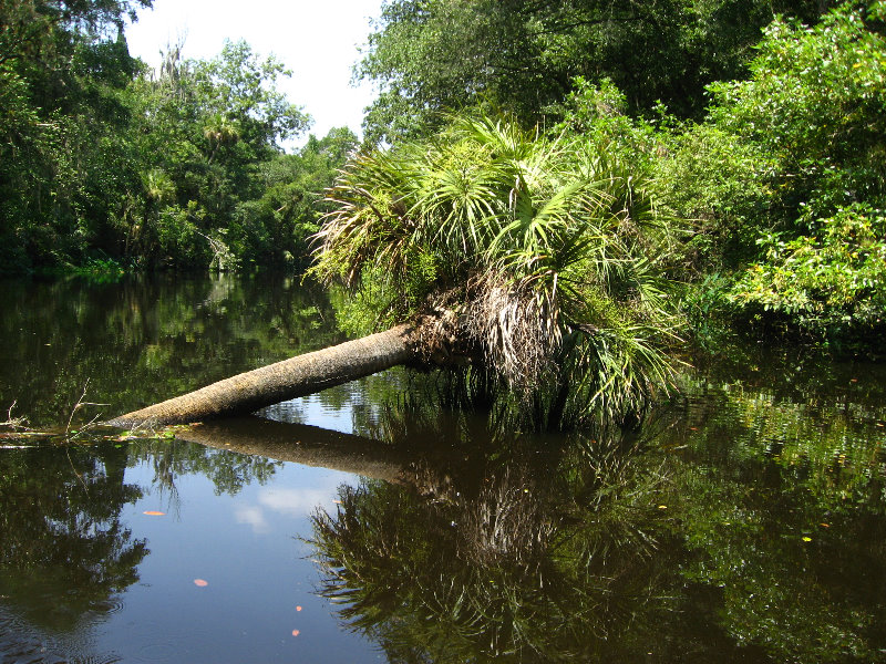 Hillsborough-River-State-Park-Thonotosassa-FL-023