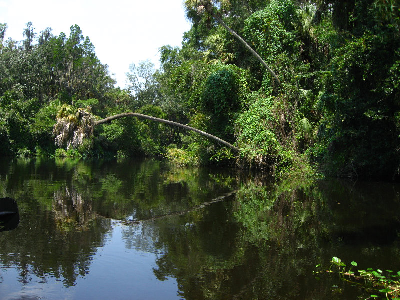 Hillsborough-River-State-Park-Thonotosassa-FL-027