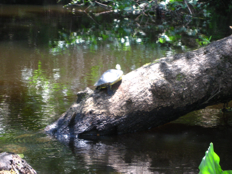 Hillsborough-River-State-Park-Thonotosassa-FL-030