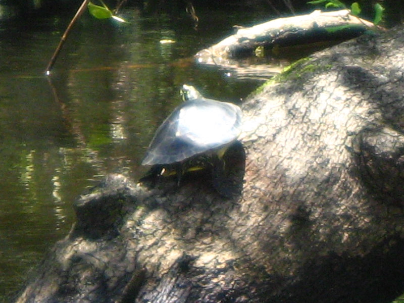 Hillsborough-River-State-Park-Thonotosassa-FL-031