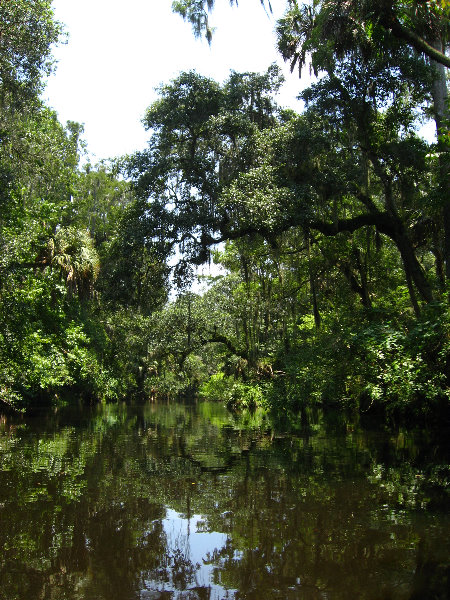 Hillsborough-River-State-Park-Thonotosassa-FL-037