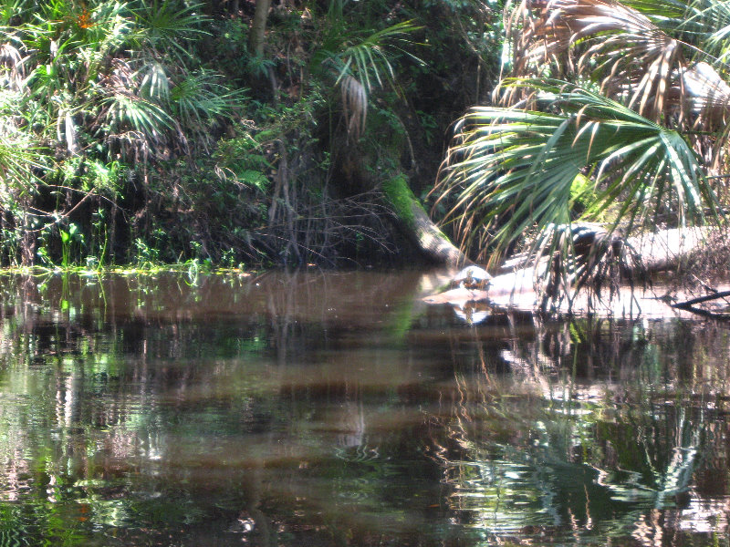 Hillsborough-River-State-Park-Thonotosassa-FL-039