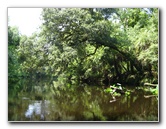 Hillsborough-River-State-Park-Thonotosassa-FL-019