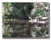 Hillsborough-River-State-Park-Thonotosassa-FL-039