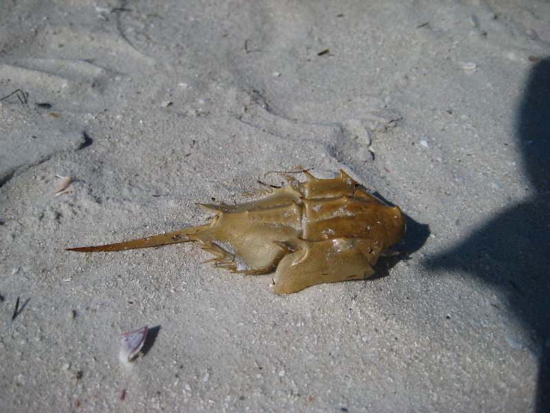 Honeymoon-Island-State-Park-Dunedin-FL-017