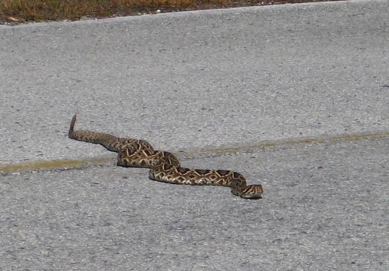 Honeymoon-Island-State-Park-Dunedin-FL-028