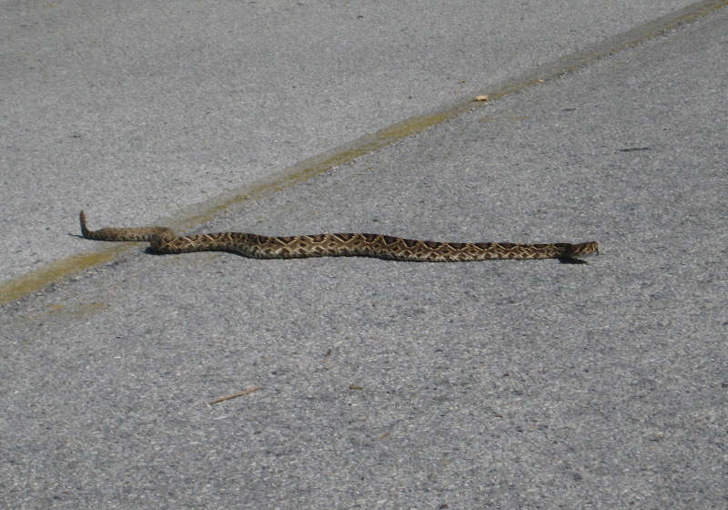 Honeymoon-Island-State-Park-Dunedin-FL-029