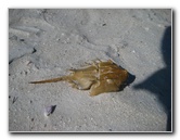 Honeymoon-Island-State-Park-Dunedin-FL-017