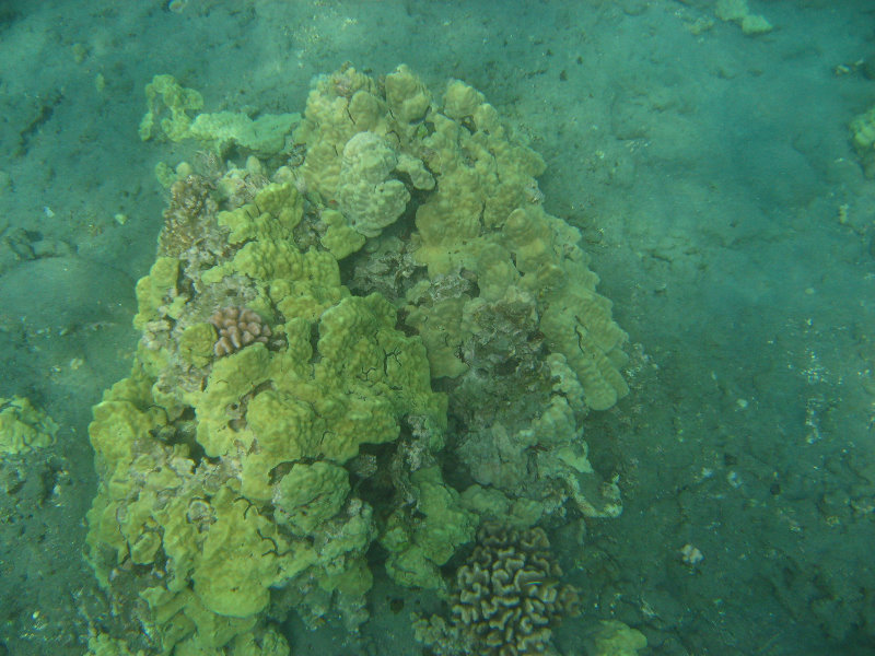 Hookena-Beach-Park-Snorkeling-Big-Island-Hawaii-015