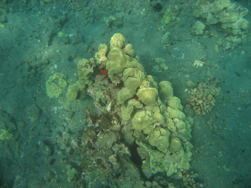 Hookena-Beach-Park-Snorkeling-Big-Island-Hawaii-016