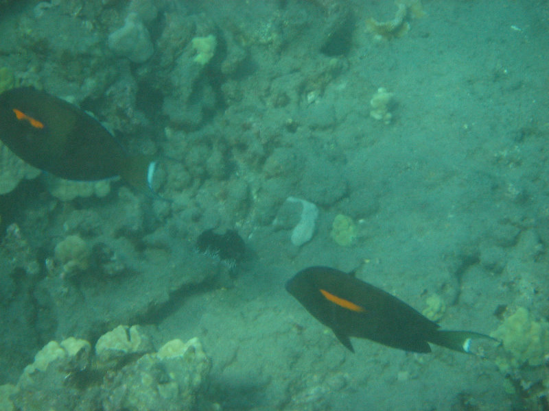 Hookena-Beach-Park-Snorkeling-Big-Island-Hawaii-017