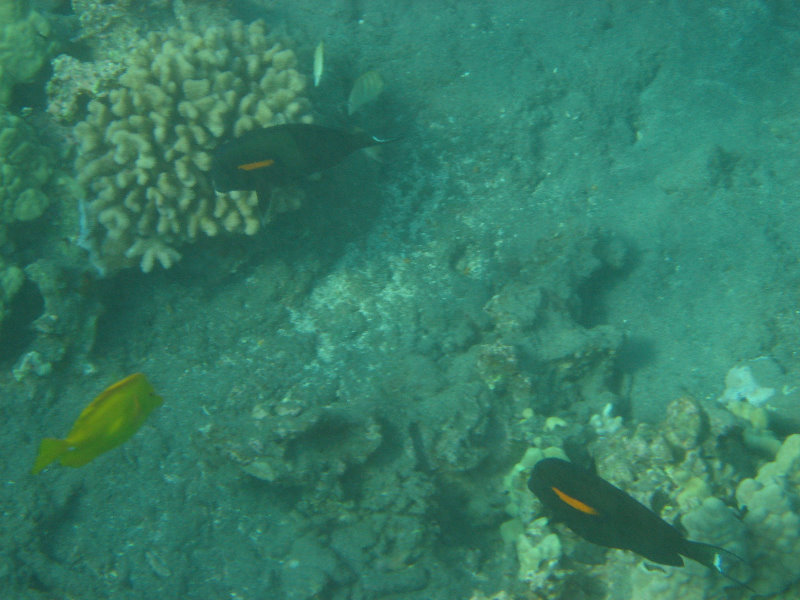 Hookena-Beach-Park-Snorkeling-Big-Island-Hawaii-018