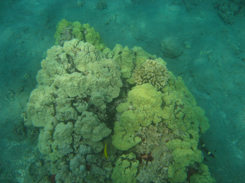 Hookena-Beach-Park-Snorkeling-Big-Island-Hawaii-019