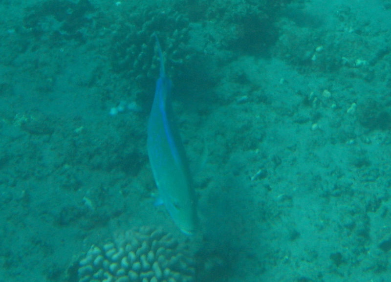 Hookena-Beach-Park-Snorkeling-Big-Island-Hawaii-020