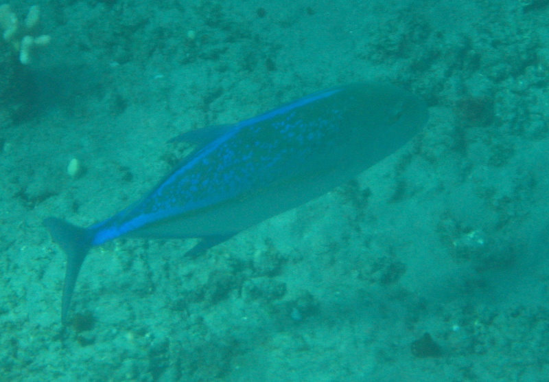 Hookena-Beach-Park-Snorkeling-Big-Island-Hawaii-021