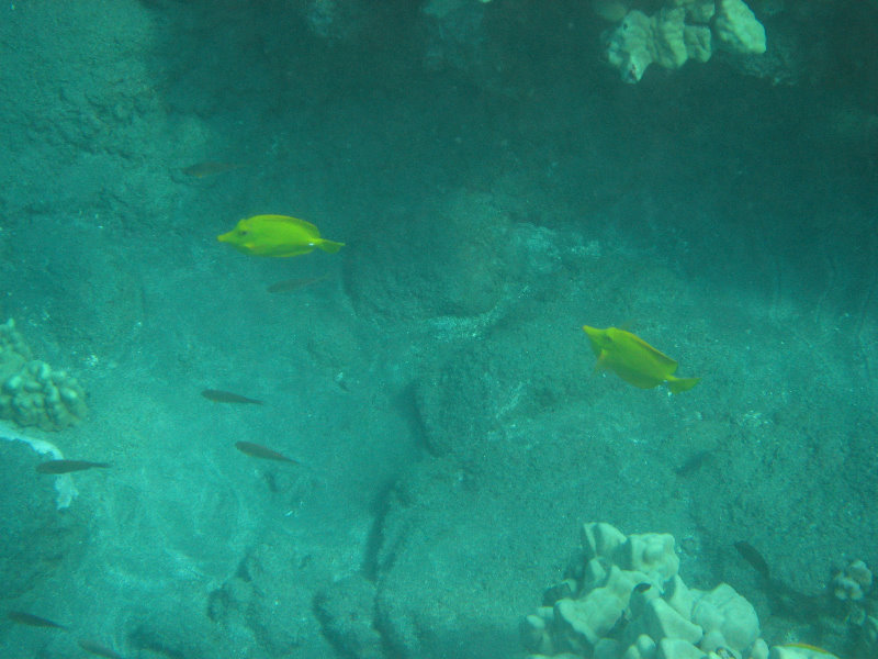 Hookena-Beach-Park-Snorkeling-Big-Island-Hawaii-022