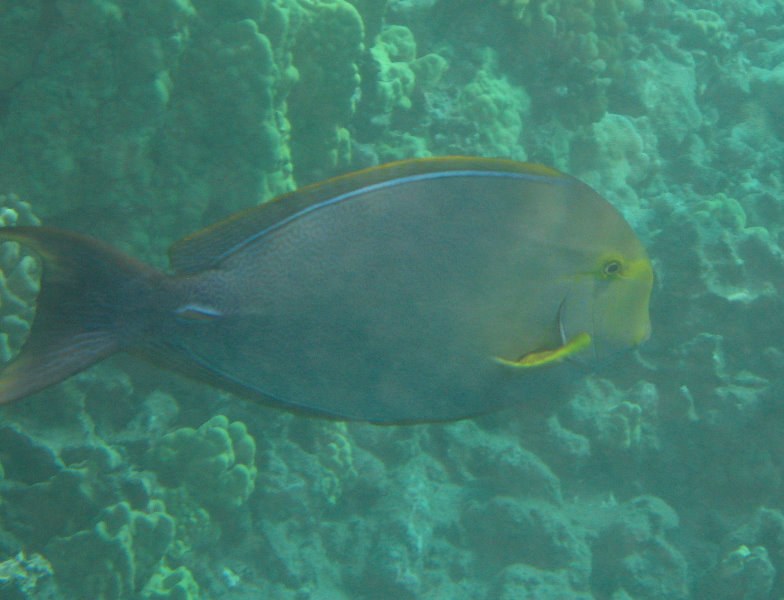 Hookena-Beach-Park-Snorkeling-Big-Island-Hawaii-024