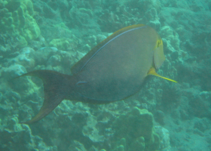 Hookena-Beach-Park-Snorkeling-Big-Island-Hawaii-025