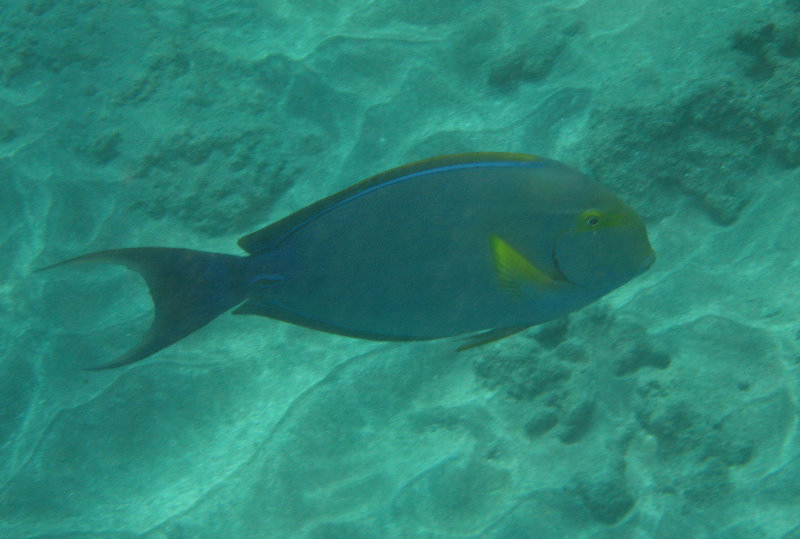 Hookena-Beach-Park-Snorkeling-Big-Island-Hawaii-027
