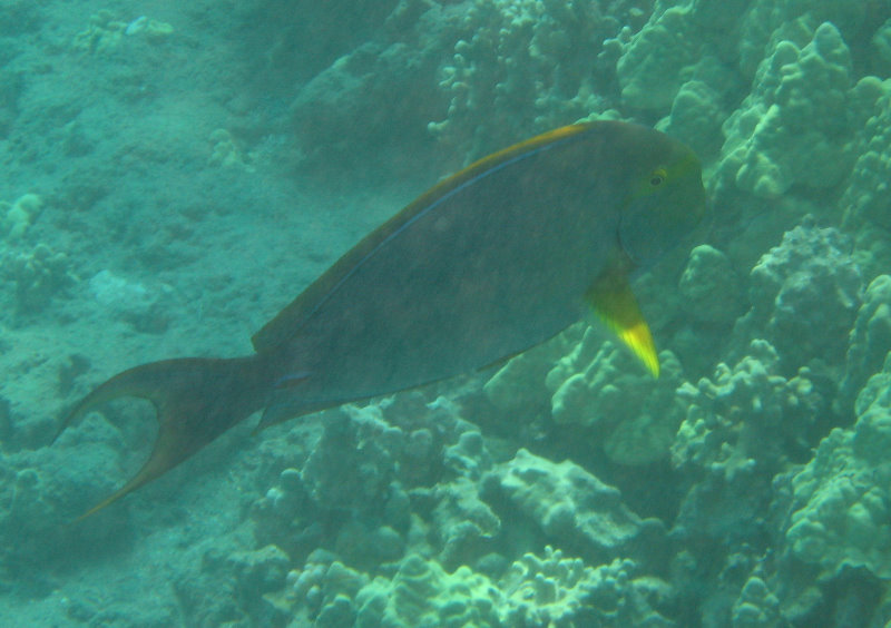 Hookena-Beach-Park-Snorkeling-Big-Island-Hawaii-028