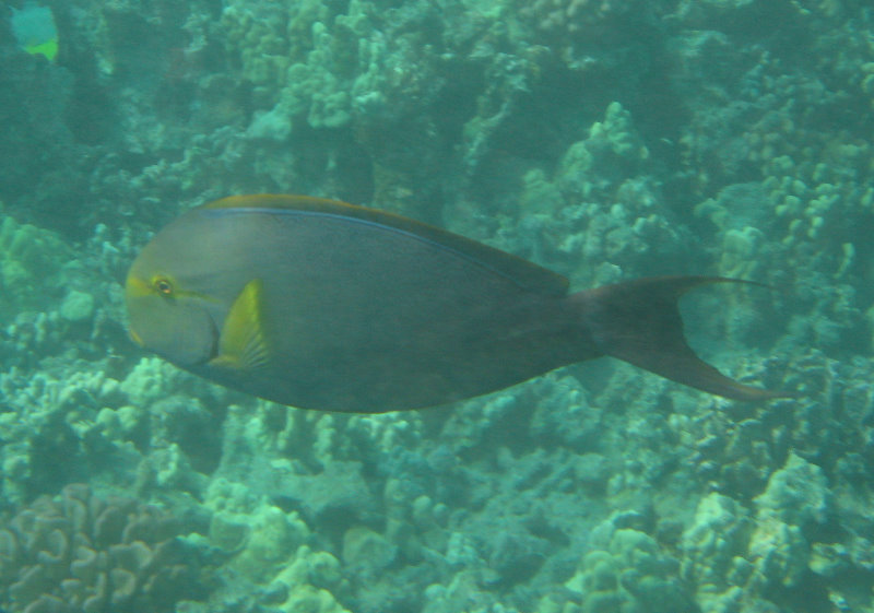 Hookena-Beach-Park-Snorkeling-Big-Island-Hawaii-029