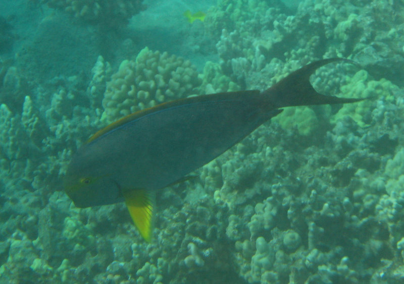 Hookena-Beach-Park-Snorkeling-Big-Island-Hawaii-030