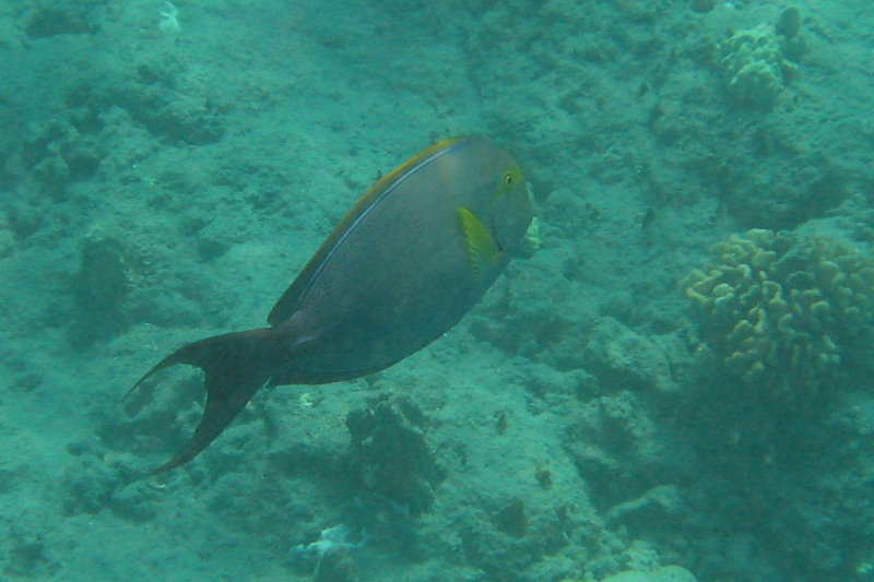 Hookena-Beach-Park-Snorkeling-Big-Island-Hawaii-031