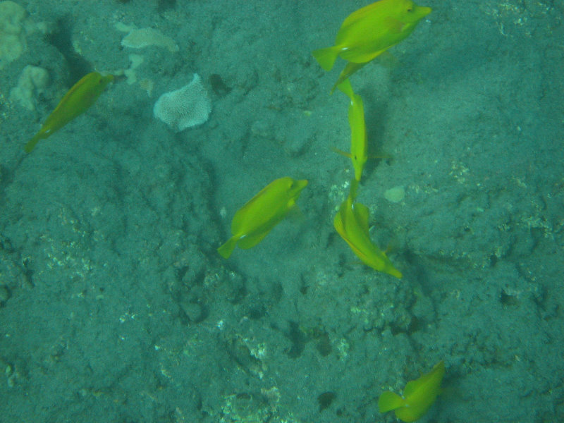 Hookena-Beach-Park-Snorkeling-Big-Island-Hawaii-032