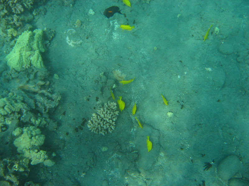 Hookena-Beach-Park-Snorkeling-Big-Island-Hawaii-033