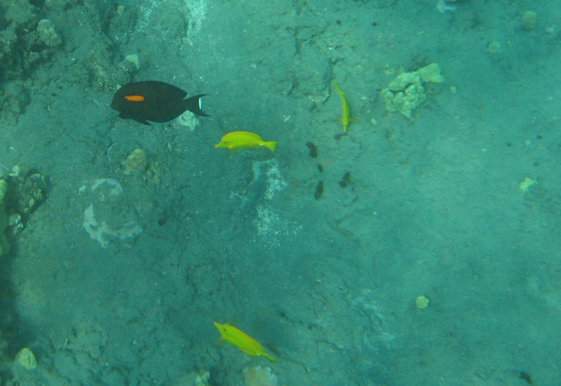 Hookena-Beach-Park-Snorkeling-Big-Island-Hawaii-034