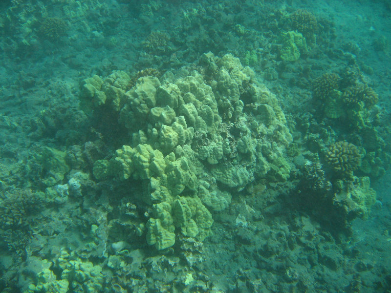 Hookena-Beach-Park-Snorkeling-Big-Island-Hawaii-035