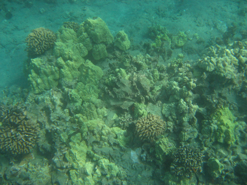 Hookena-Beach-Park-Snorkeling-Big-Island-Hawaii-036