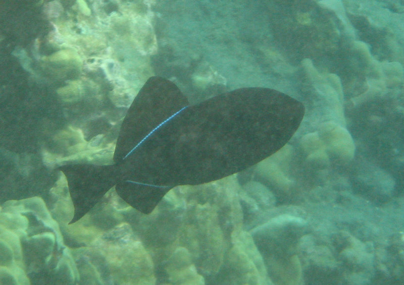 Hookena-Beach-Park-Snorkeling-Big-Island-Hawaii-037