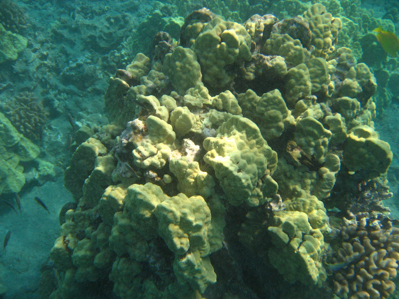 Hookena-Beach-Park-Snorkeling-Big-Island-Hawaii-038