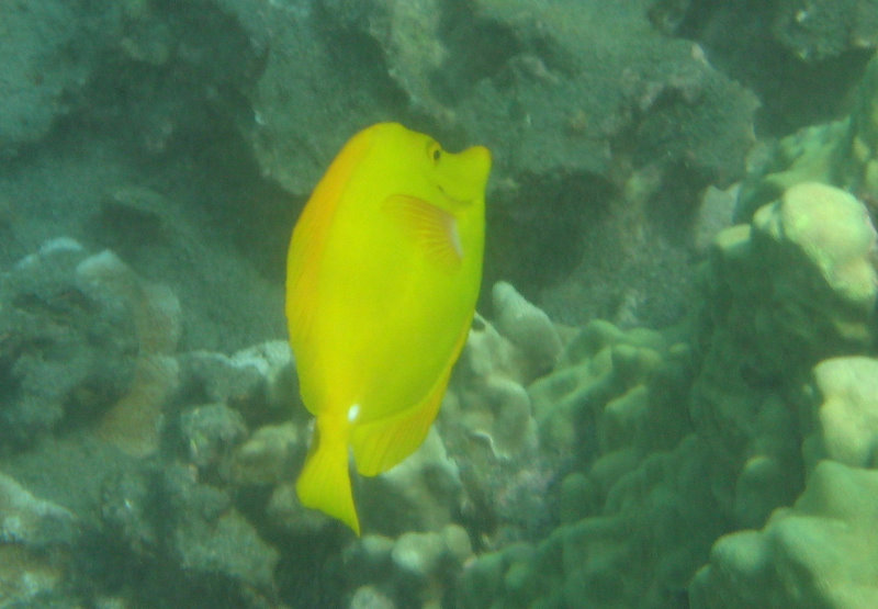 Hookena-Beach-Park-Snorkeling-Big-Island-Hawaii-039