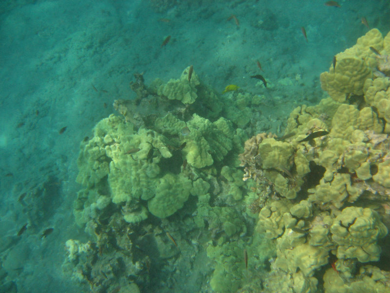 Hookena-Beach-Park-Snorkeling-Big-Island-Hawaii-040