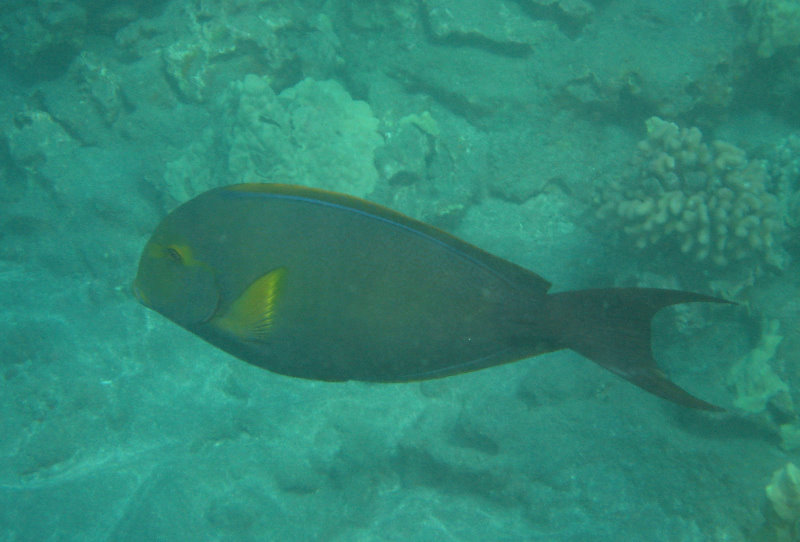 Hookena-Beach-Park-Snorkeling-Big-Island-Hawaii-042