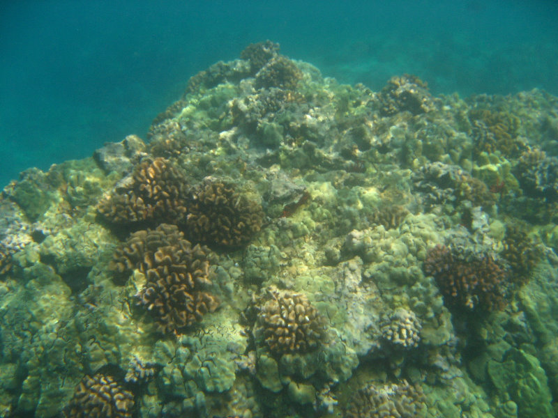 Hookena-Beach-Park-Snorkeling-Big-Island-Hawaii-044