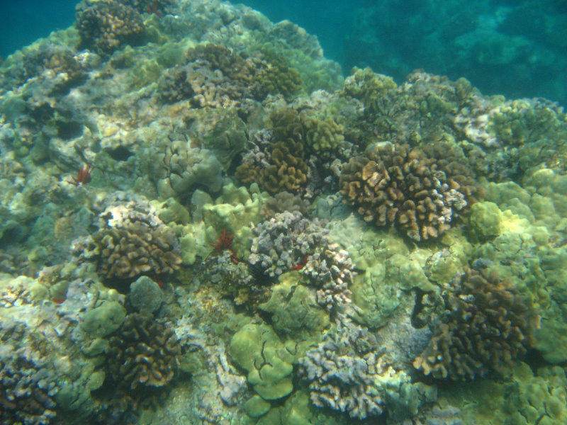 Hookena-Beach-Park-Snorkeling-Big-Island-Hawaii-045