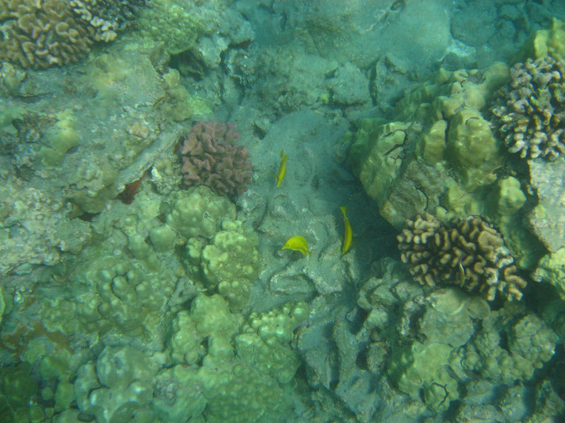 Hookena-Beach-Park-Snorkeling-Big-Island-Hawaii-046