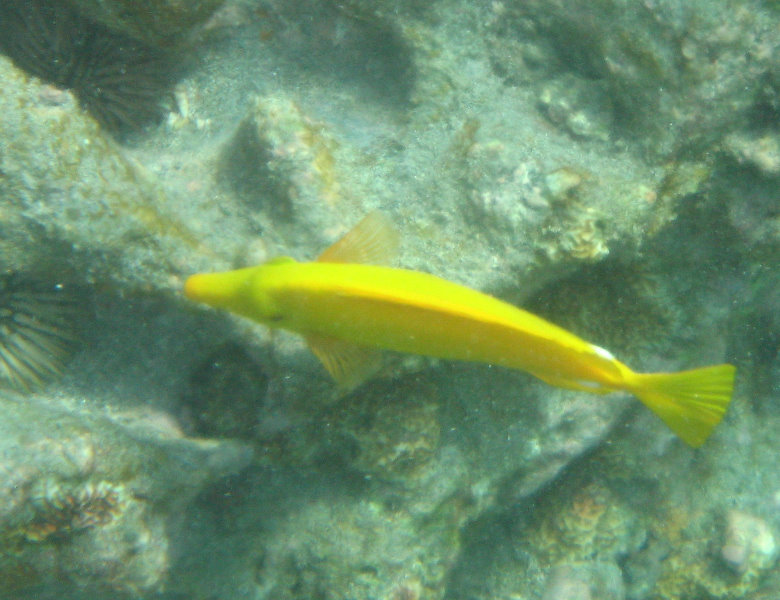 Hookena-Beach-Park-Snorkeling-Big-Island-Hawaii-047